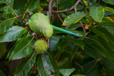 Ring-necked Parakeet 